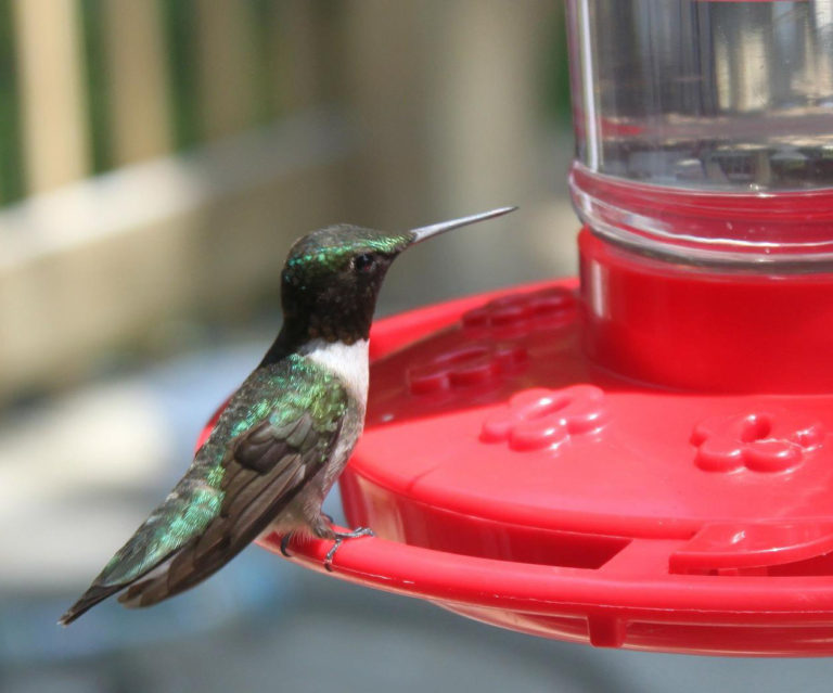 hummingbirdfeeder